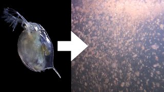 How I Culture Daphnia [upl. by Clovis]