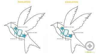 Avian Anatomy Basics [upl. by Bauer298]