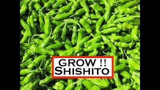 Vegetable Variety Review Shishito Pepper [upl. by Rourke]