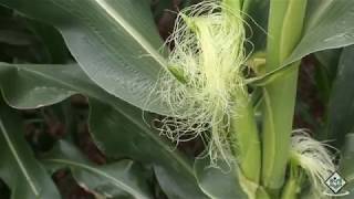 Cultivation  Life Cycle of Maize [upl. by Morrill815]