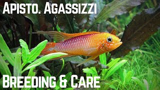 Stunning Little Cichlid  Breeding and Caring for Apistogramma Agassizii [upl. by Pearman697]