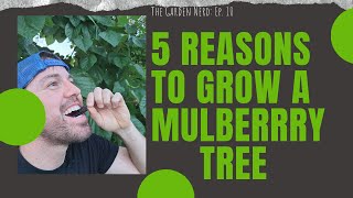 5 Reasons To Plant A Mulberry Tree [upl. by White]