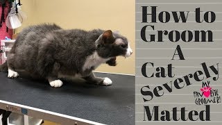 Grooming an extremely matted cat [upl. by Barcot]