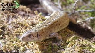 The Sand Lizard  British Herpetofauna [upl. by Chiang]