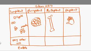 totipotent vs pluripotent vs multipotent vs unipotent [upl. by Carlyn962]