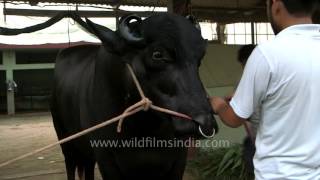 Yuvraj  the king of Indian buffaloes [upl. by Ecreip]