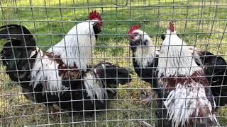 Faverolle Roosters [upl. by Ymiaj576]