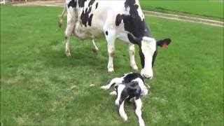 Cow Giving Birth To A Calf  The Calving Process [upl. by Nyllaf]