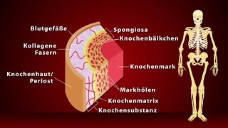 Knochen  Schulfilm Biologie [upl. by Gina]