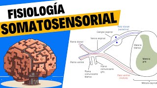 Fisiología del tacto y el sistema somatosensorial [upl. by Nerek]