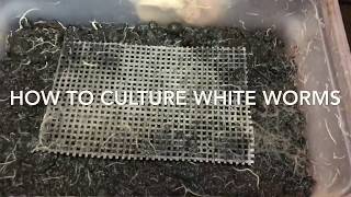 How To Culture White worms [upl. by Holihs883]