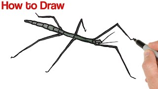 How to Draw Stick Bug Insect Drawing [upl. by Kimberlee84]