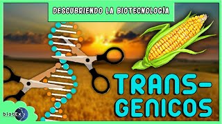 TRANSGÉNICOS  Descubriendo la Biotecnología [upl. by Mctyre495]