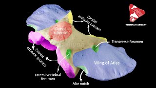 Comparative anatomy of the atlas  C1 [upl. by Arondell156]