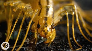 The House Centipede is Fast Furious and Just So Extra  Deep Look [upl. by Sirraf]