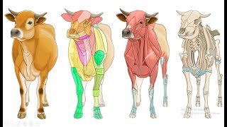 Veterinary AnatomyOsteology 1 [upl. by Rehpotsirh]