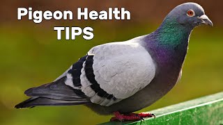 Pigeon Diseases and Treatment [upl. by Riocard]