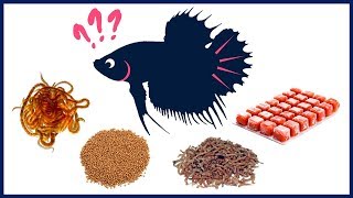 Betta Fish Feeding Guide [upl. by Esilahs]