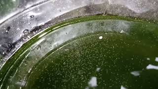 DAPHNIA MOINA CULTURE IN A SMALL BUCKET [upl. by Kcirddes753]