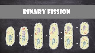 Binary Fission  Cell Biology [upl. by Anihsit865]