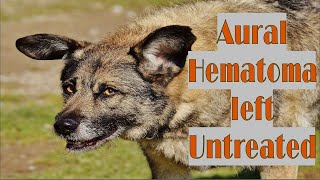 What Happens when a Dogs Aural Hematoma is left Untreated [upl. by Aiem]