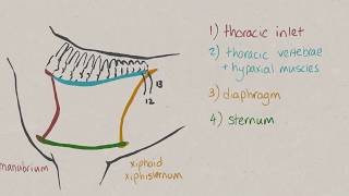 VNatomy  Thoracic cavity [upl. by Antrim]