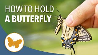 How to Hold a Butterfly Without Hurting Its Wings [upl. by Edlin]