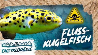 GIFTIG KUGELRUND UND BUNT  FLUSSKUGELFISCH  FISCHENZYKLOPÄDIE  ZOO ZAJAC [upl. by Eittocs]