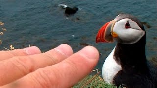 Frailecillos Fratercula arctica  Latrabjarg Islandia  2007 [upl. by Aidahs27]