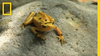 Frogs vs Fungus  National Geographic [upl. by Clarice355]