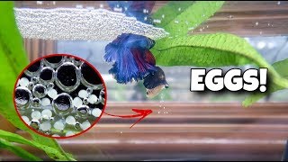 My BETTA Fish LAID EGGS [upl. by Forlini]