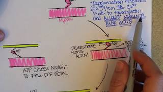 CrossBridge Cycle of Muscle Contraction [upl. by Treulich]