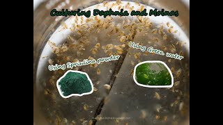 How To Culture Daphnia and Moinas using Green Water Spirulina powder [upl. by Ahsyle]