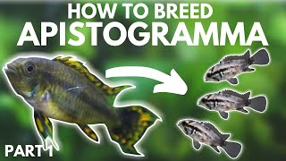 How to Breed Apistogramma Getting the Eggs Part 1 [upl. by Ycrem]