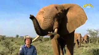 Andys Wild Adventures  Elephant Safari [upl. by Burhans]