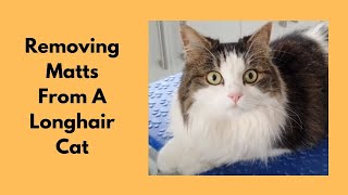 Removing Matts From A Longhair Cat [upl. by Mohorva708]