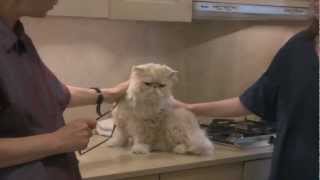 Persian Cat Grooming With The Pet Maven [upl. by Buford]