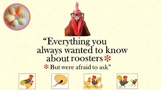 Roosters and breeding  your questions answered [upl. by Gross203]