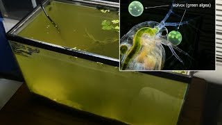 Raising Daphnia for the Freshwater Aquarium [upl. by Riehl499]