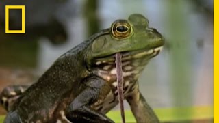 Bullfrogs Eat Everything  National Geographic [upl. by Borer]