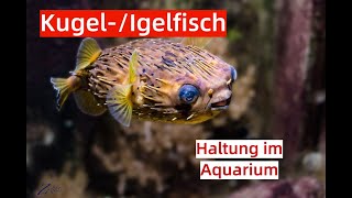 Kugelfische  Igelfische Aquarium Haltung [upl. by Adnouqal]