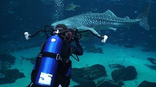 Georgia Aquarium Whale sharks and manta rays [upl. by Anitsrihc709]