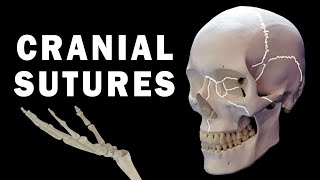 CRANIAL SUTURES ANATOMY [upl. by Nirrej229]