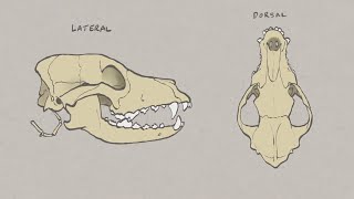 VNatomy  Canine Skull overview [upl. by Airdnua479]