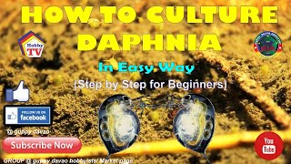 HOW TO CULTURE DAPHNIA In Easy Way [upl. by Sheeb]