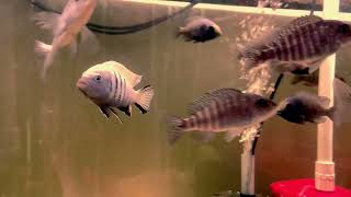 Kingsizei Metriaclima Pulpican  Oths Cichlids [upl. by Khalil]