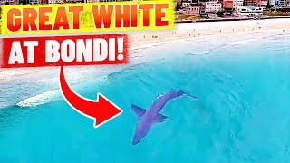 Great White Shark at Bondi Beach  Spotted by Drone [upl. by Ahsimin]