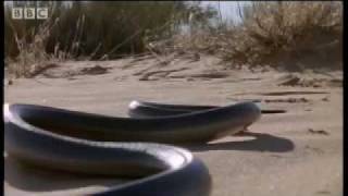 How snakes move amp run  Serpent  BBC Animals [upl. by Nileek]