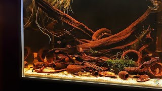 Blackwater Aquascape  Glowlight vs Green Neon tetras [upl. by Solohcin]