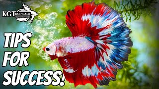 Top 10 Tips To Make Your Betta Fish Happy [upl. by Ennahteb]